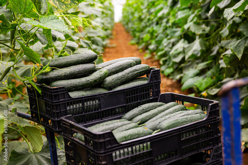 Plastic boxes with ripe cucumbers in greenhouse. Harvest time photo