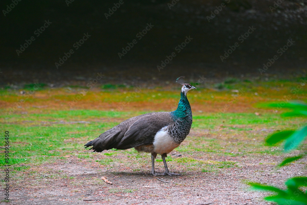 Peacocks in the park AUSTRALIA. Tasmania Peacocks in the park AUSTRALIA. Tasmania