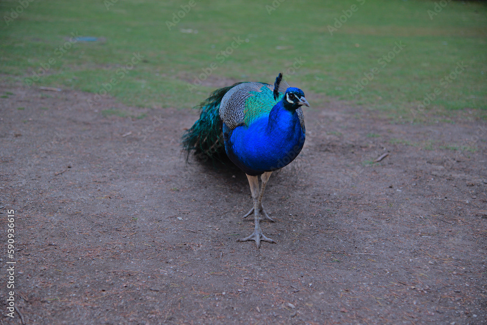 Fototapeta premium Peacocks in the park AUSTRALIA. Tasmania