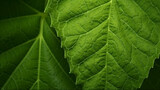 Close up of a green leaf. Green leaf texture. Nature background. Generative AI