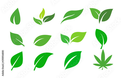 green leaves isolated on white