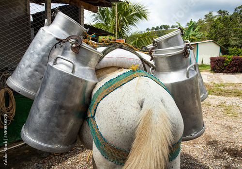 Obraz na plátne Traditional transport of the Colombian peasant - Horse with cans of raw cow's mi