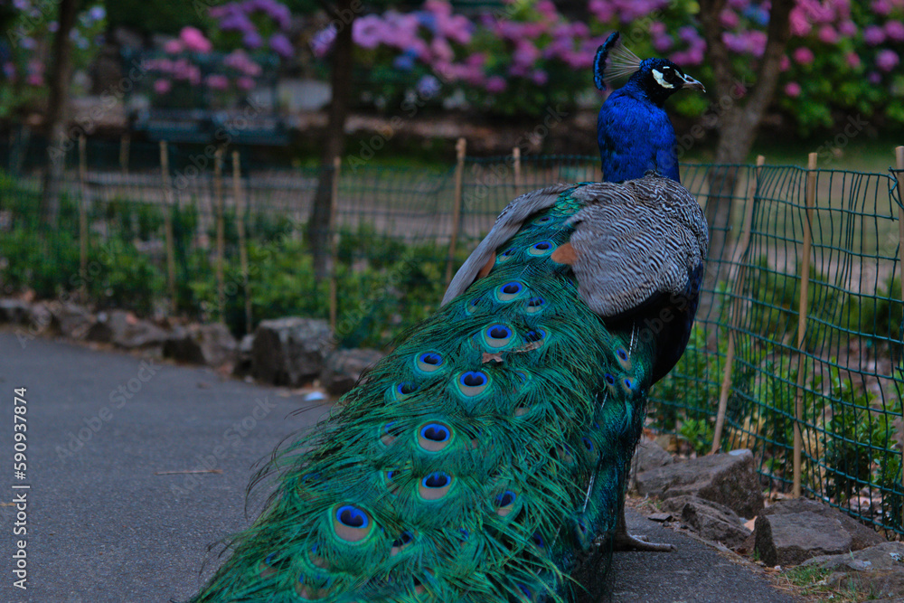 Obraz premium Peacock is a bird with a beautiful tail.