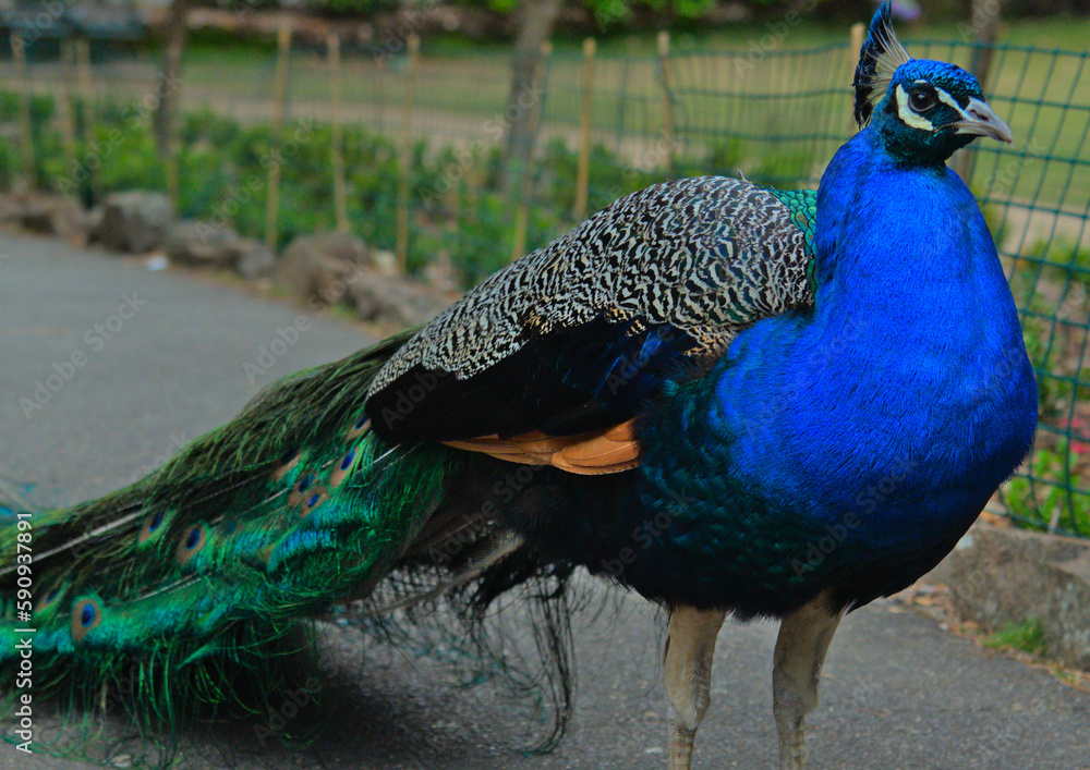 Fototapeta premium Peacock is a bird with a beautiful tail.