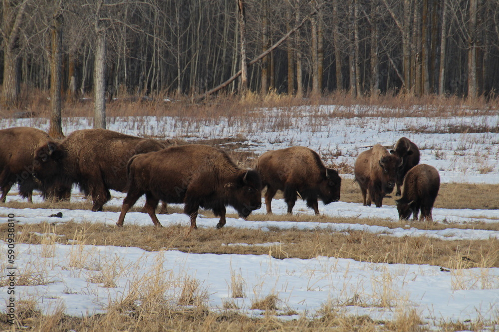 Bison Herd, Elk Island National Park, Alberta Bison Herd, Elk Island National Park, Alberta