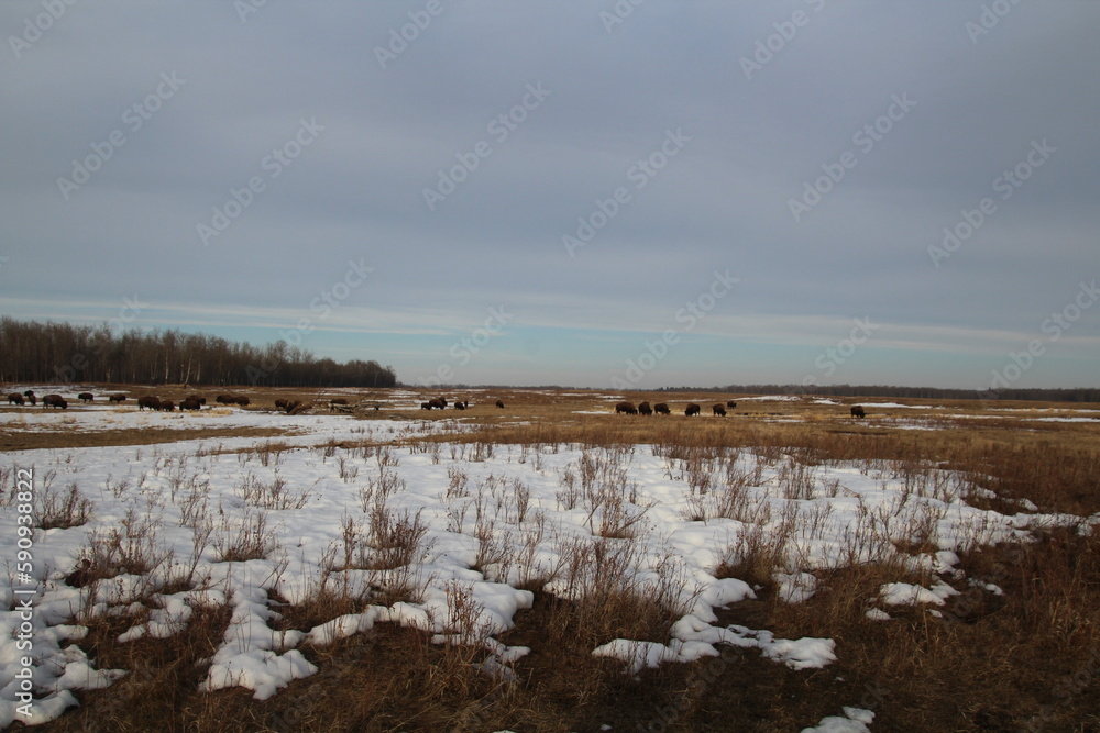 Melting Lands, Elk Island National Park, Alberta