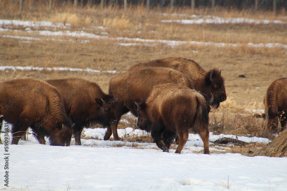 bison in the park, Elk Island National Park, Alberta bison in the park, Elk Island National Park, Alberta