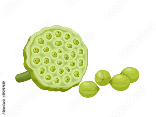 Vector illustration, lotus seed isolated on white background.