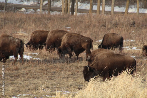 Bison Herd Grazing, Elk Island National Park, Alberta