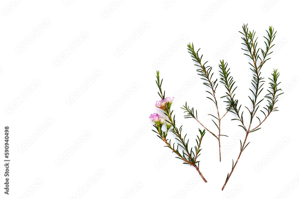 Pink white waxflower on white background. Pink white waxflower on white background.