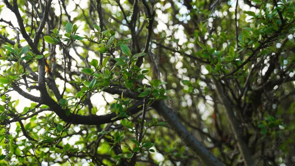 Natural tree leaves . Green leaves background. Natural tree leaves . Green leaves background.