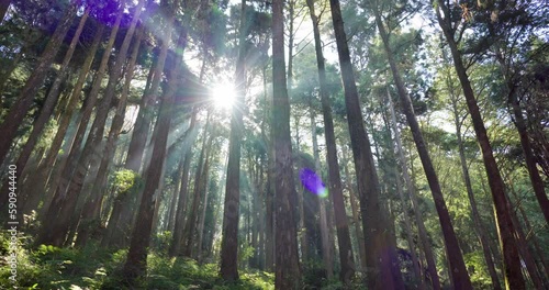Cedar trees in the forest with through sunlight ray