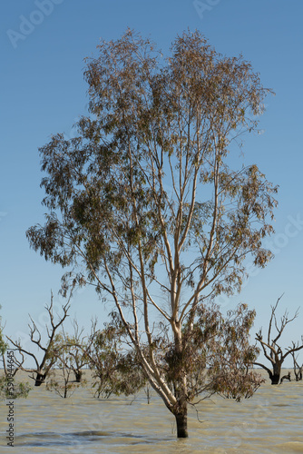 Trees in Menindee Lakes, Menindee, New South Wales, Australia. The lakes fill sporadically when there are heavy rains then dry out, sometimes completely, due to the often arid climate. 