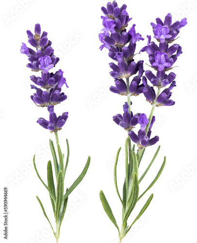 Fotografia PNG lavender flower isolated transparent background