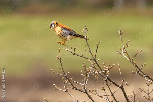 American Kestrel