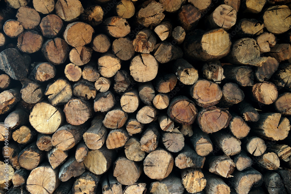 wooden stump as background or texture wooden stump as background or texture