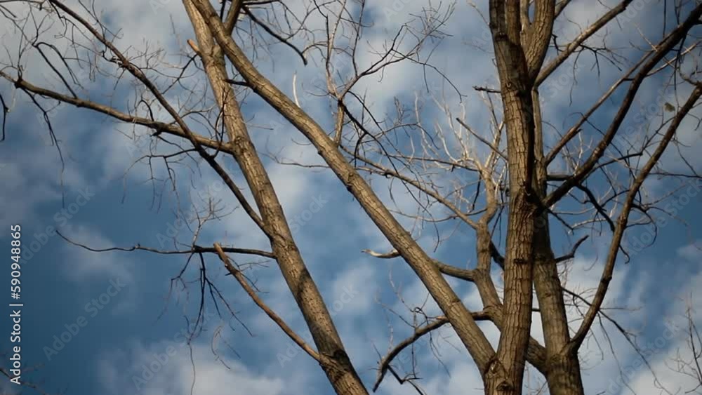 Winter tree branches. In the background, a cloudy sky. The camera pans from left to right. Winter tree branches. In the background, a cloudy sky. The camera pans from left to right.
