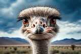 an ostrich's head against a dramatic cloudy sky. Generative AI