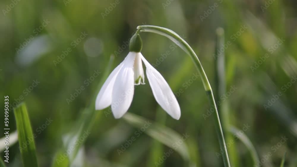 Snowdrop flowers in early spring in the forest. Depth of field. Snowdrop flowers in early spring in the forest. Depth of field.