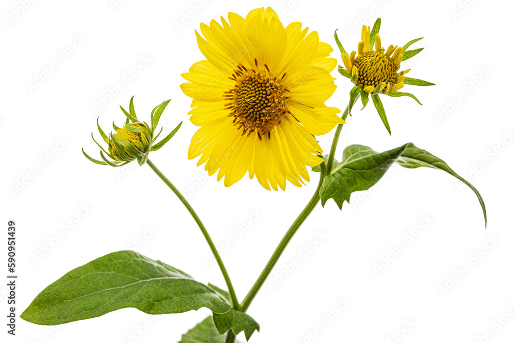 Obraz premium Yellow flowers of coreopsis (Coreopsis lanceolata), isolated on white background