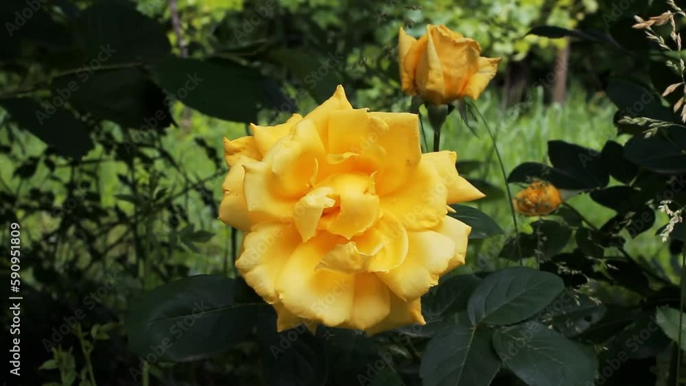 Yellow rose, Spring flower. Yellow rose, Spring flower.