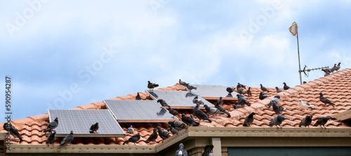 Birds sitting on solar panels on tiled roof of house, solar panels dirty with pigeon droppings.