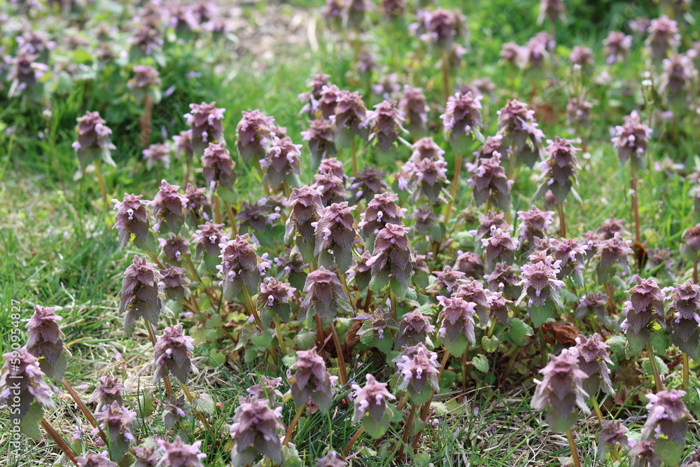 Obraz premium field of pink flowers