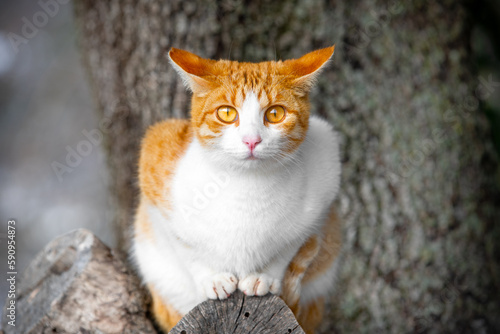 Canvas Print Redhead noble cat sits tree branch, looks frightened with a piercing gaze, lost in the forest park