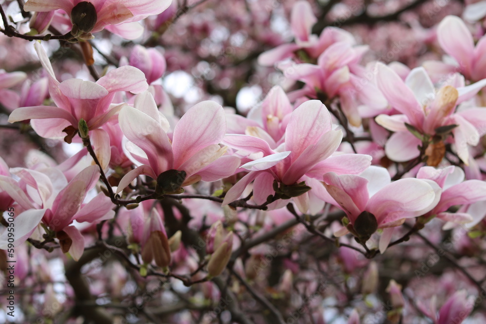 Obraz premium Magnolia blooms