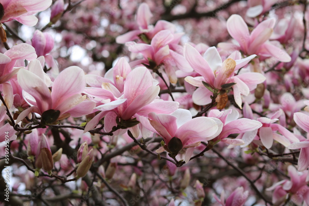 Magnolia blooms