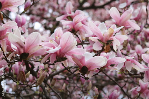 Magnolia blooms