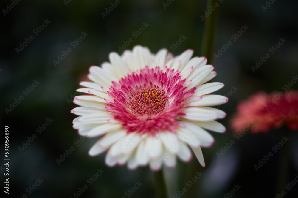Obraz premium Bright beautiful bouquet of white and red flowers