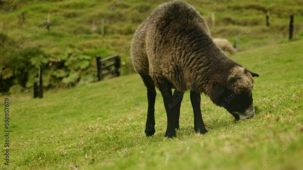 brown and black sheep in the field brown and black sheep in the field