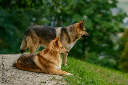 Couple of German shepherd dogs in the field with blurred foliage background.