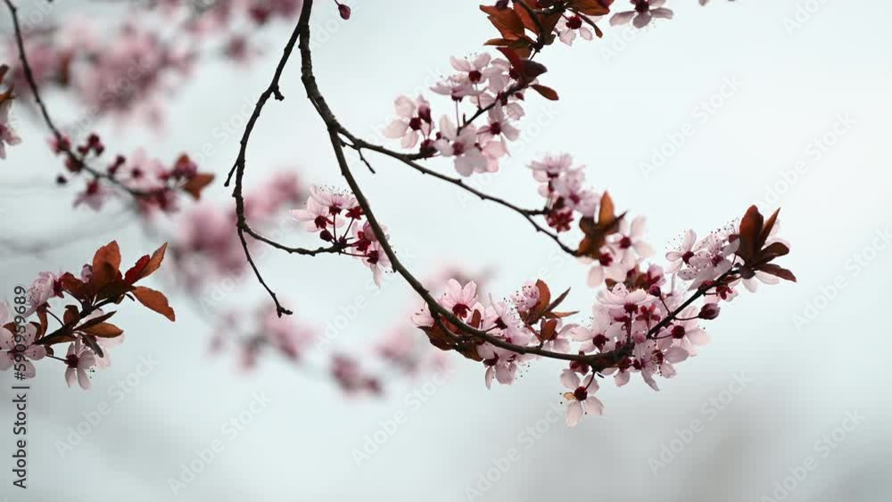 Cherry blossom pink flowers background backlit in full bloom in Europe Cherry blossom pink flowers background backlit in full bloom in Europe