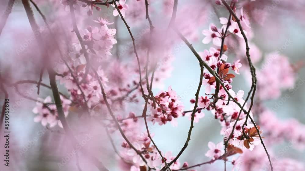 Cherry blossom branches background in full bloom Cherry blossom branches background in full bloom