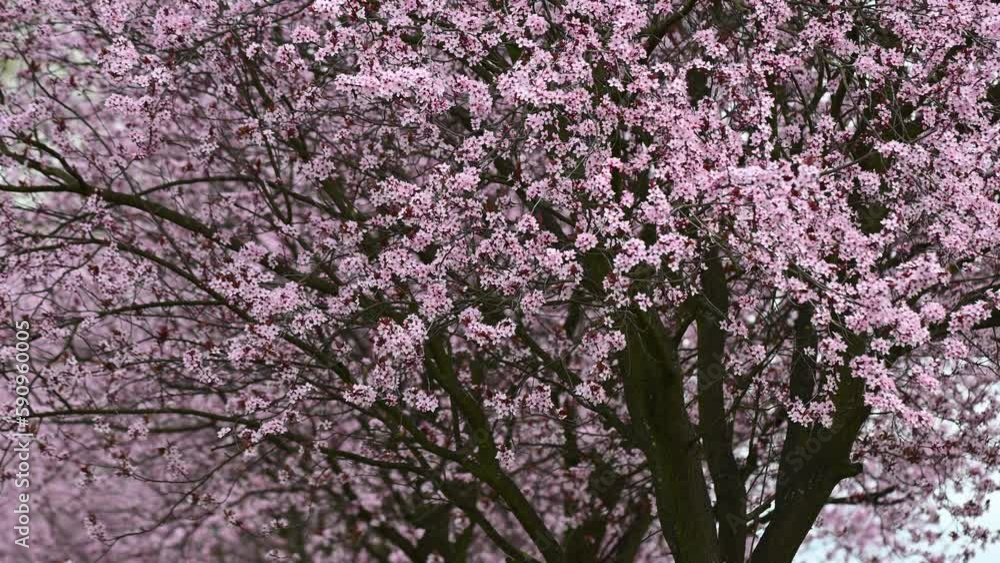 Background image of cherry blossoms in full bloom and wind Background image of cherry blossoms in full bloom and wind