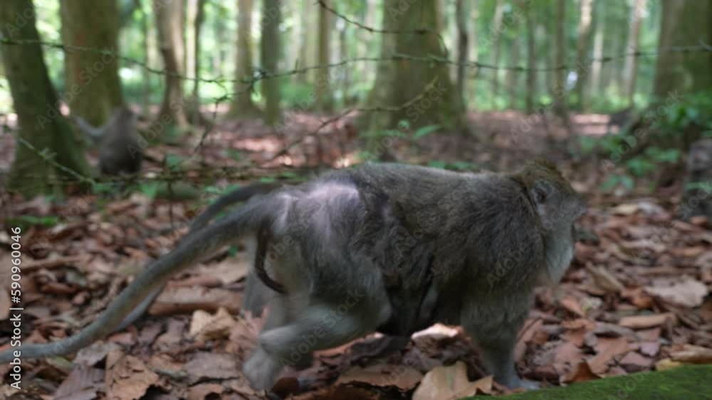 Close Up of Macaque Monkeys Walking in Woods of Protected Nature Reserve, Slow Motion Close Up of Macaque Monkeys Walking in Woods of Protected Nature Reserve, Slow Motion