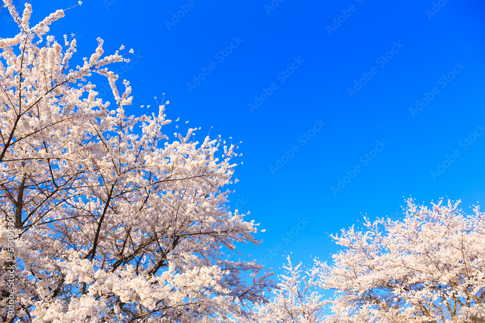 pink cherry blossom and blue sky pink cherry blossom and blue sky