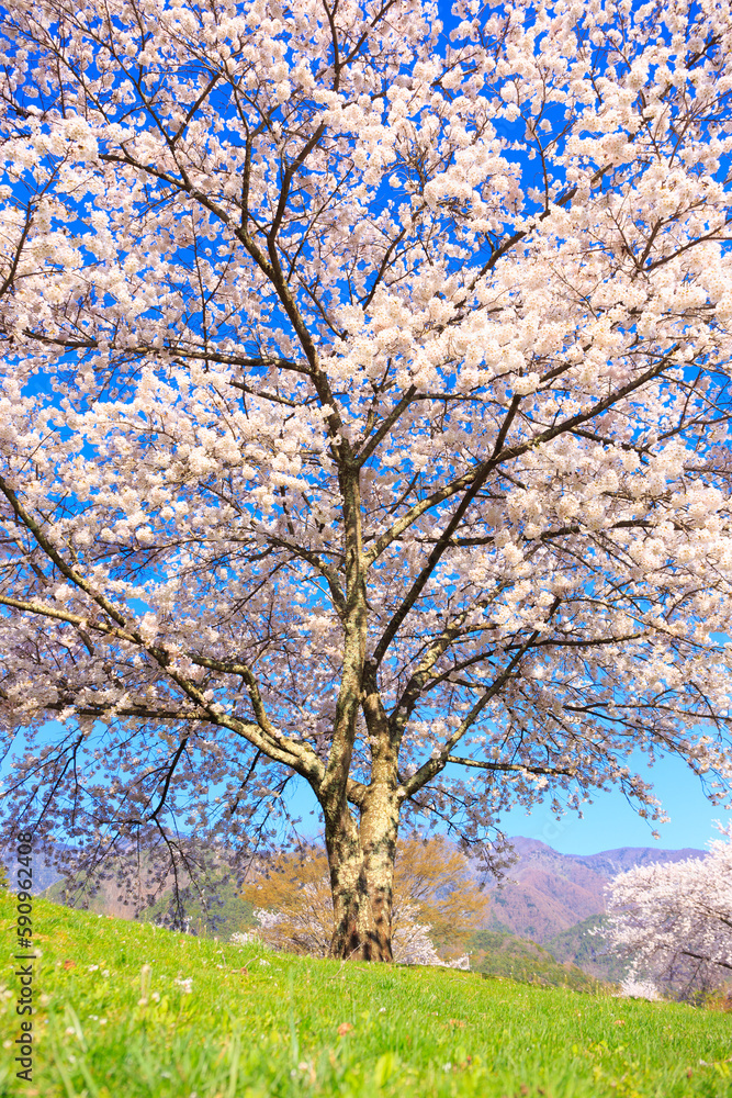 Fototapeta premium pink cherry blossom and blue sky