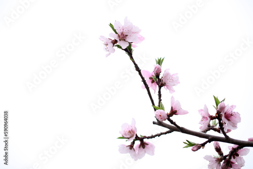 Peach trees blossom in spring