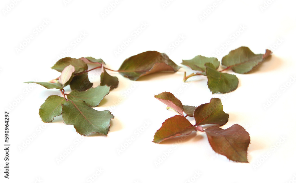 rose leaves on a white background.