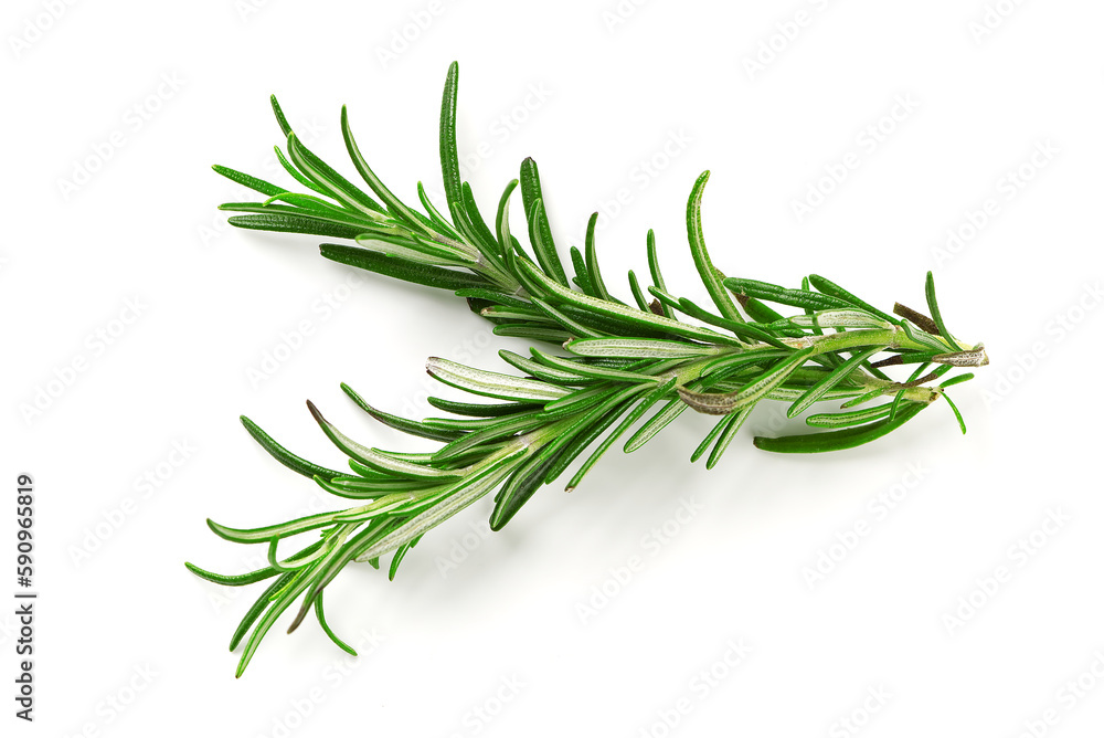 Fresh green sprig of rosemary isolated on a white background. green natural spices Fresh green sprig of rosemary isolated on a white background. green natural spices