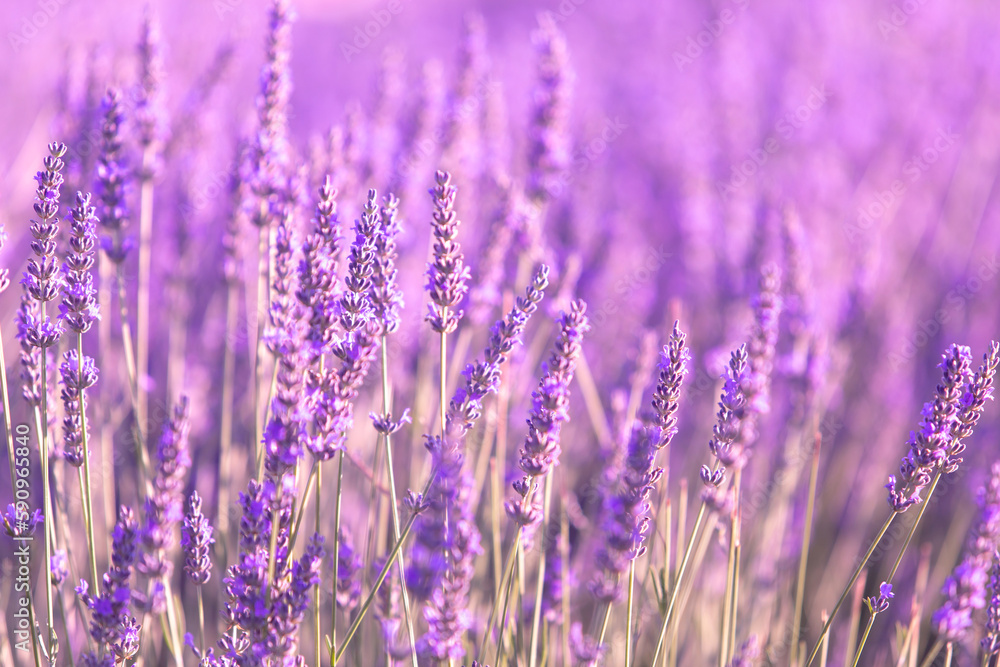 Lavender bushes closeup on sunset. Sunset gleam over purple flowers of lavender. Provence region of France.