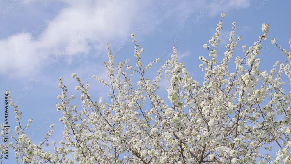 Beautiful blooming tree with white petals on a blue sky background Beautiful blooming tree with white petals on a blue sky background