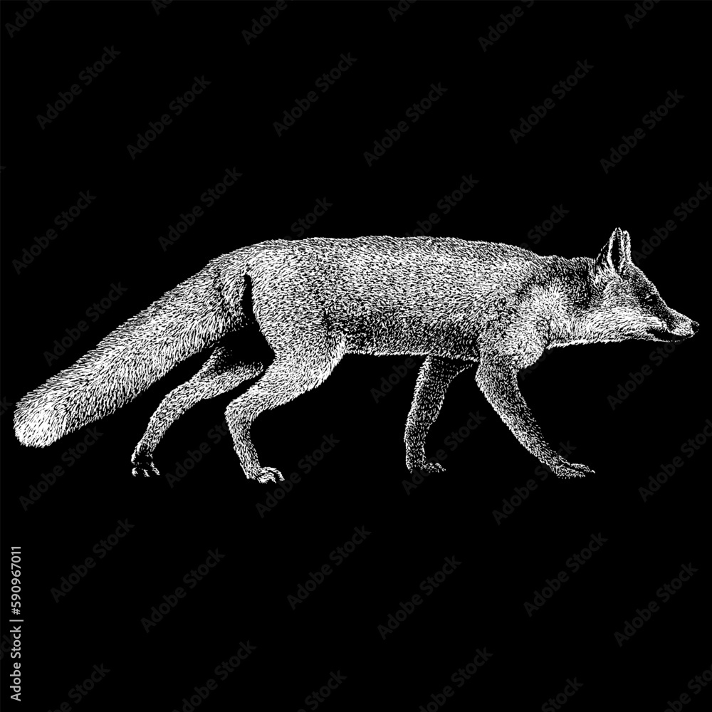 Fototapeta premium Marble Fox hand drawing vector isolated on black background.