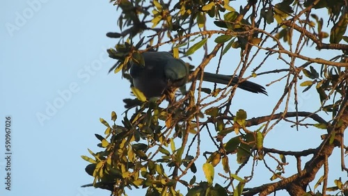 Transvolcanic Jay, Chara Transvolcánica, Amphelocoma ultramarina takes an acorn from an oak tree and carries it away with light at dawn sunrise. Guanajuato, Mexico. photo