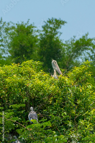 Spot billed pelican and asian openbill