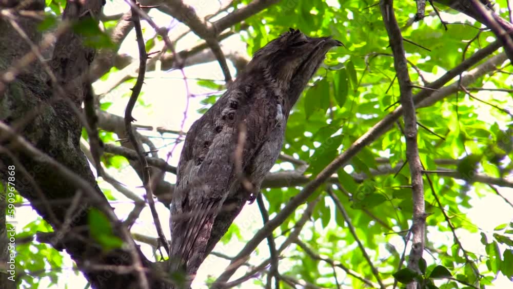 Northern Potoo, Pájaro Estaca Norteño, Nyctibius jamaicensis cryptic static mimetic perched with a jungle background. La Mancha, Veracruz, Mexico. Northern Potoo, Pájaro Estaca Norteño, Nyctibius jamaicensis cryptic static mimetic perched with a jungle background. La Mancha, Veracruz, Mexico.
