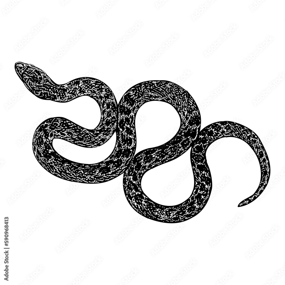 Texas Night Snake hand drawing vector isolated on background. Texas Night Snake hand drawing vector isolated on background.